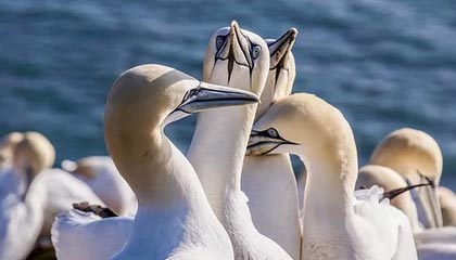 九尾漫画免费漫画入口页面弹窗,九尾漫画免费漫画入口页面弹窗下载安装