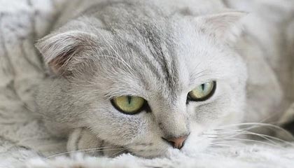 爸爸我是你媳妇中字头,爸爸我是你媳妇中字头主要讲了什么