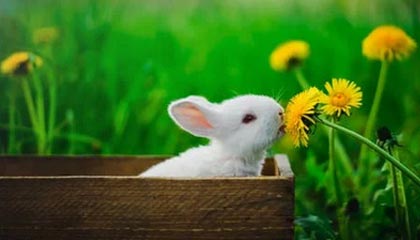 97极品影院，97极品影院nmjn